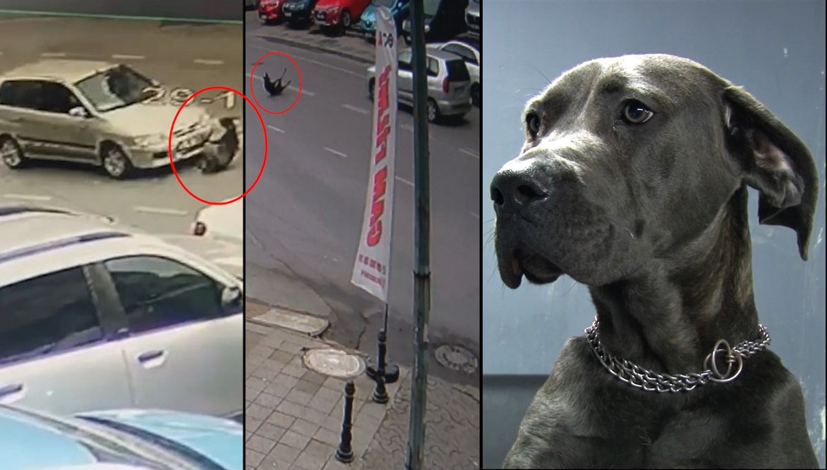 Köpeğe çarpan sürücü kaçtı