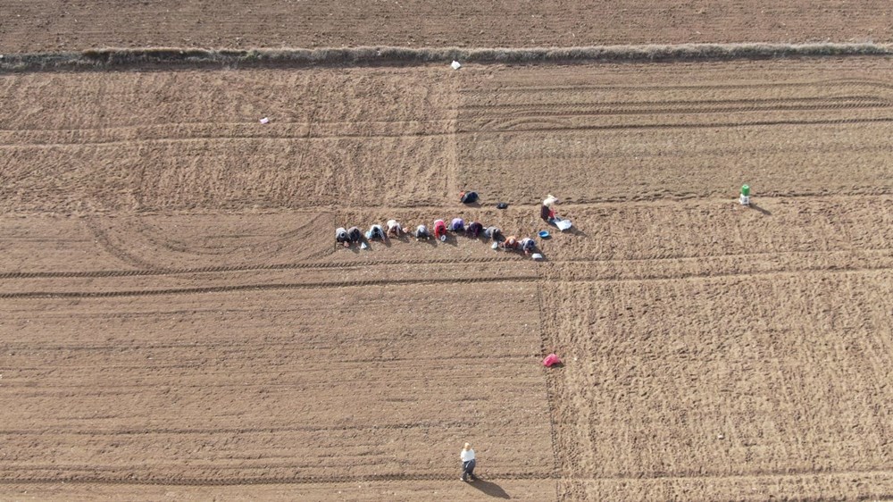 35 yıldır sarımsak tarlasında çalışıyor: "Düğüne gider gibi sarımsak tarlasına geliyorum" - 2