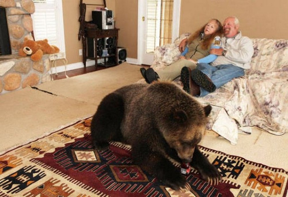 Включи кот и медведь. Дом медведя. Домашиеживотные в квартире. Домашние животные для квартиры. Экзотические домашние животные для квартиры.