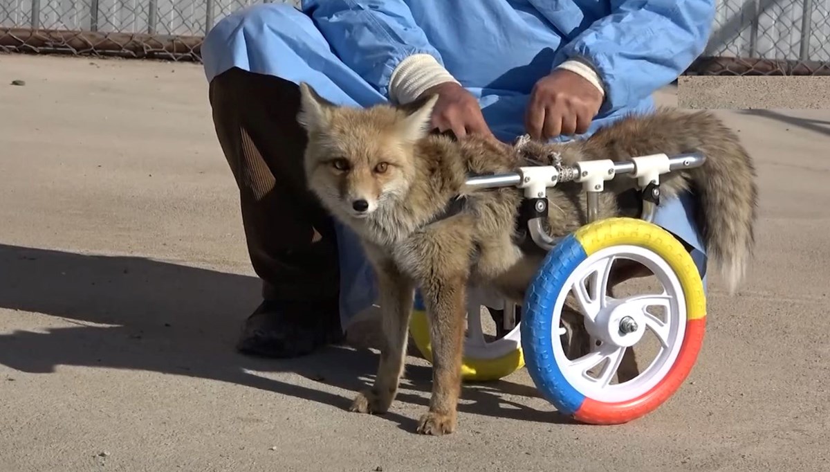 Trafik kazasında felç kalan tilki yürüteçle hayata tutundu