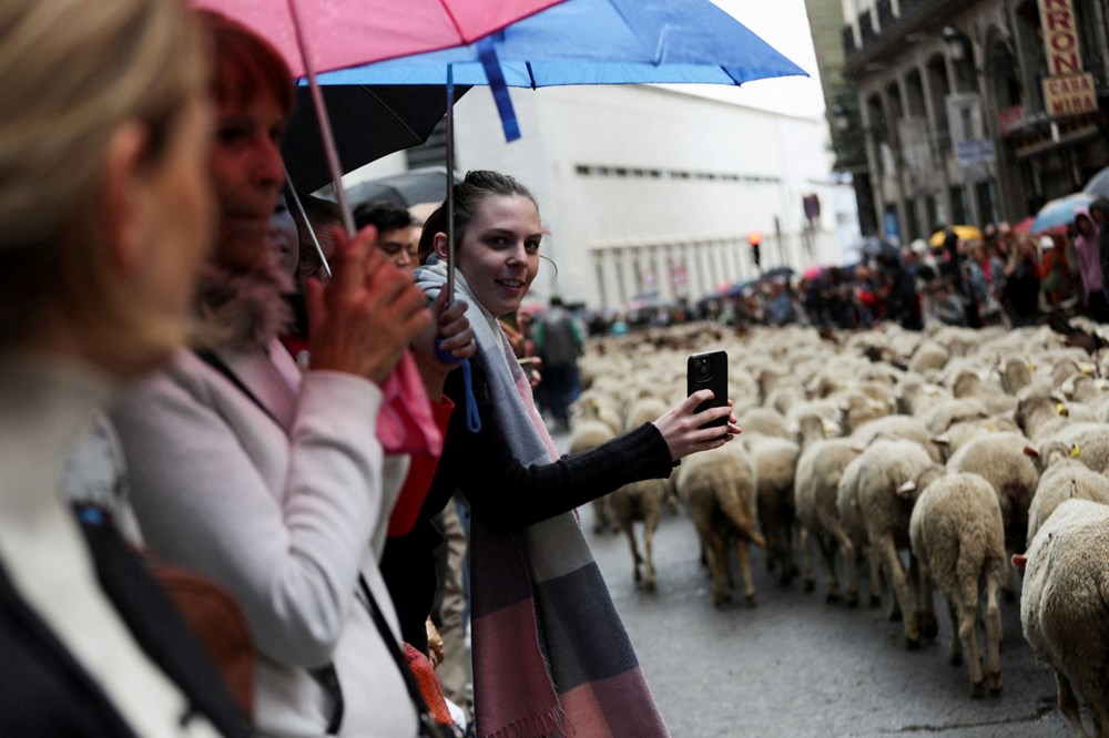 Madrid'de koyunlar şehre indi - 3