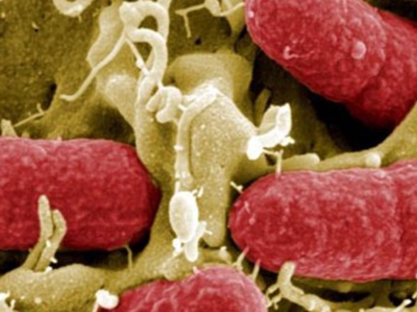 anne sutunun 12 yarari saglik haberleri ntv