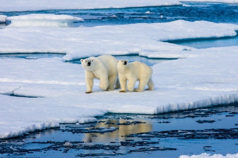 Kuzey Kutbu'nda ölçülen 38 derece sıcaklık tarihe geçti - 2