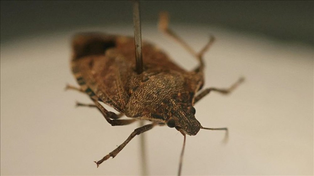 Trabzon'da kahverengi kokarca böceği istilası | Uzmanlar uyardı: Sakın elinizi sürmeyin - 9