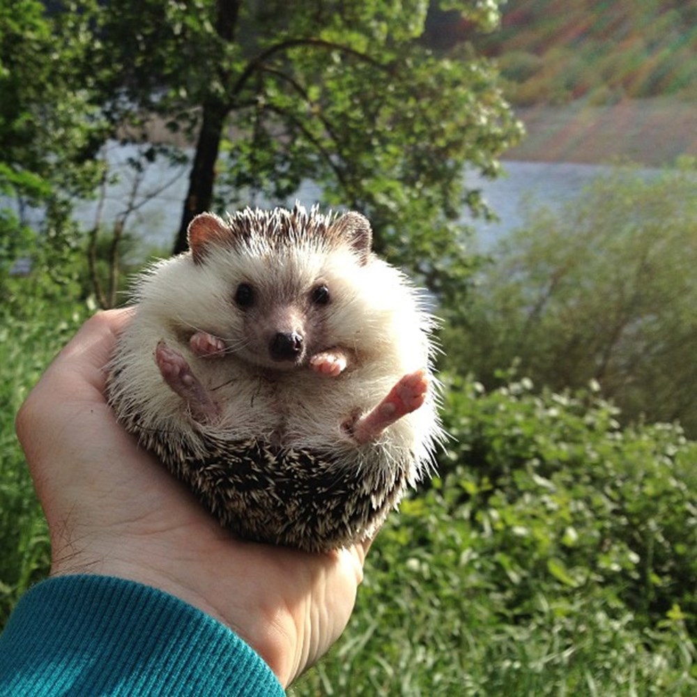 Еж в руках. Ежик на ладони. Еж в зоопарке. Милый ежик в руках. Ежик в руках.