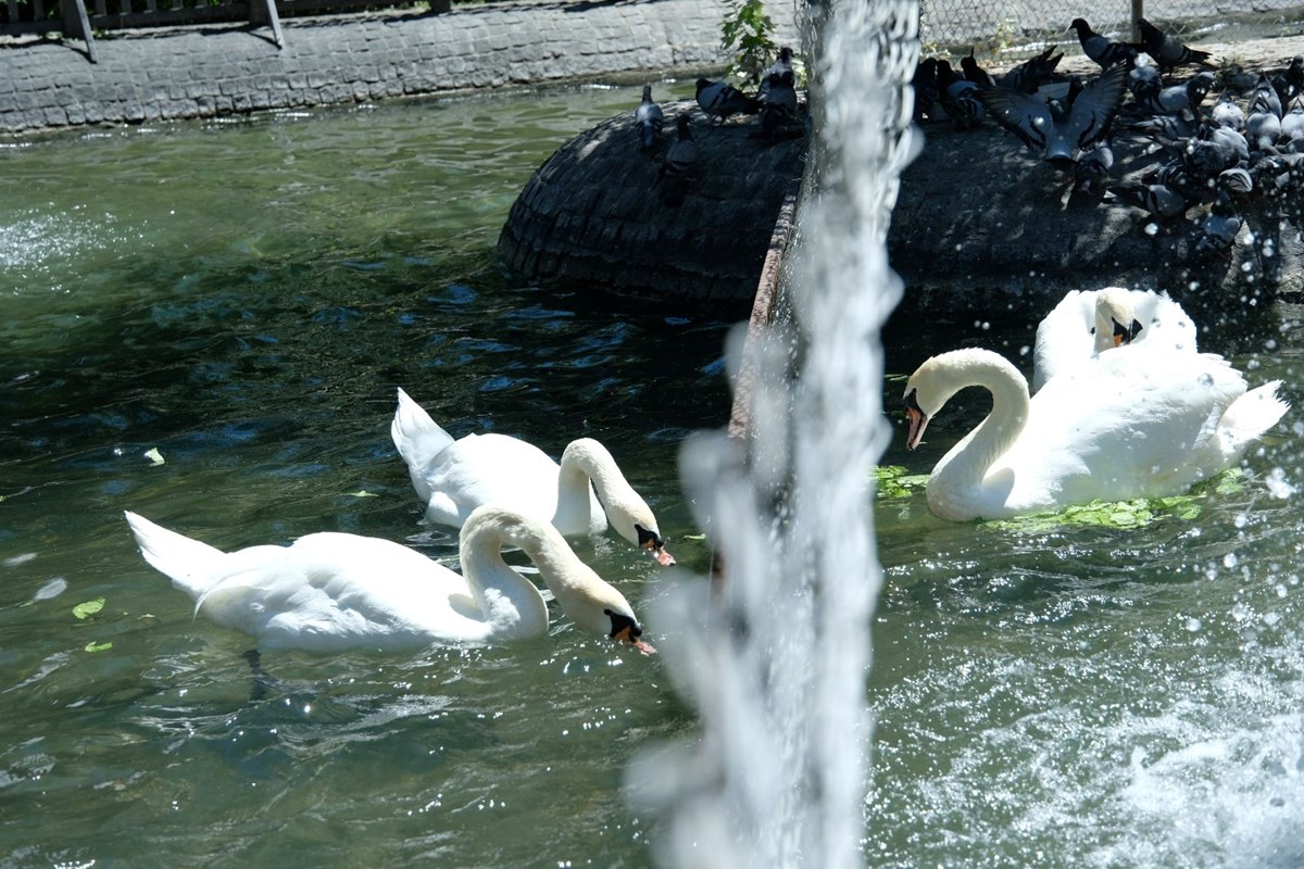 Sosyal medyada gündem olan Kuğulu Park fotoğrafında gerçek farklı çıktı: Sürekli kavga eden erkek kuğulara tel örgülü önlem