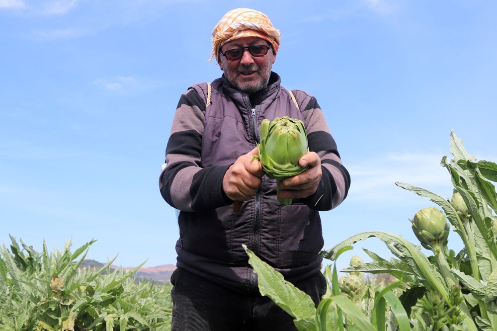 Tarladan sofralara geliyor: Tezgahta tanesi 50 TL 74