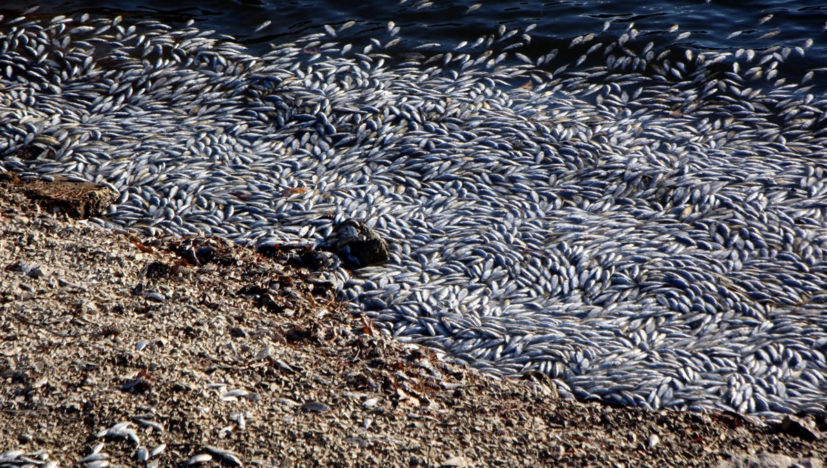 Sünnet Gölü'nde yüzlerce ölü balık kıyıya vurdu