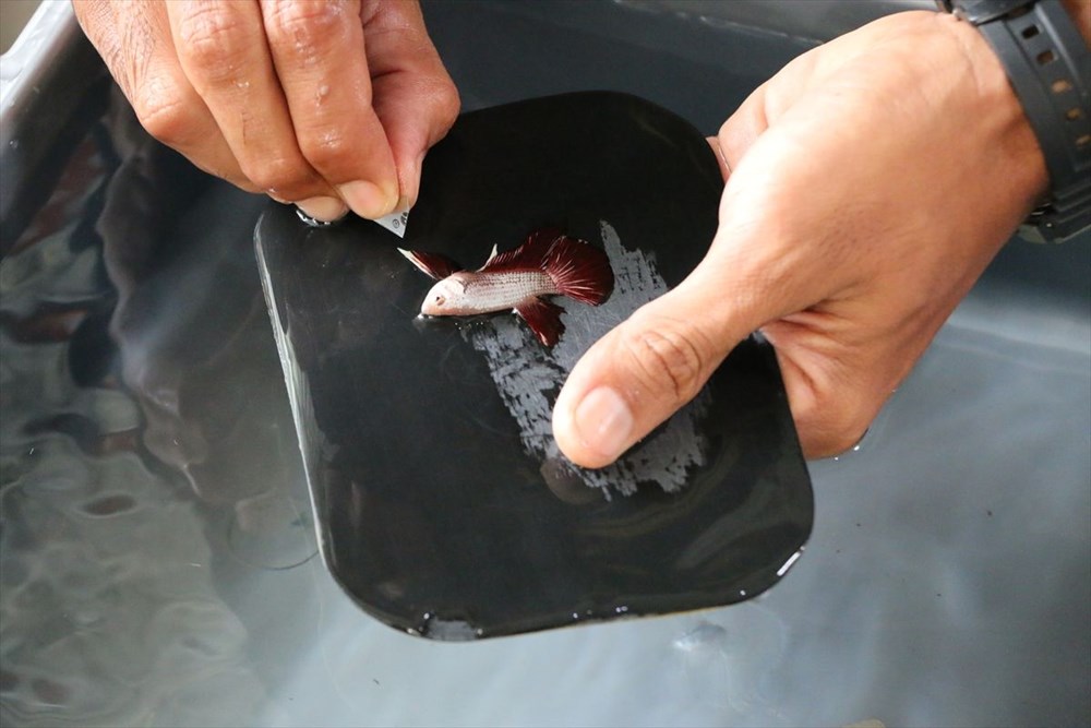 Betta balıkları yarışma için 'kuaförde' güzelleşiyor - 13