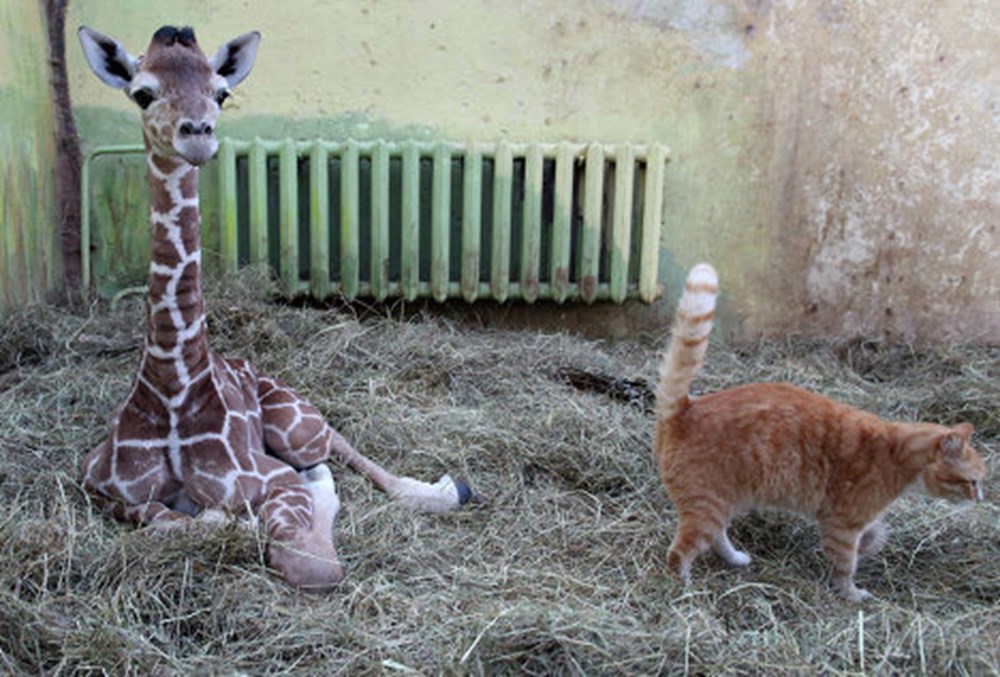 Сколько всего детенышей жирафа родилось за два. Новорожденный Жираф. Детёныш жирафа новорожденный. Новорожденные Жирафы. Новорожденный Жираф фото.
