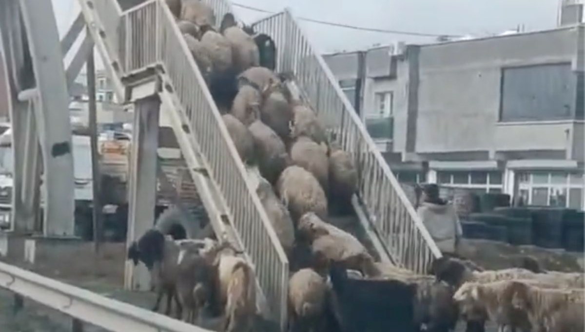 Koyunlardan yayalara ders: Üst geçidi kullandıkları anlar kamerada