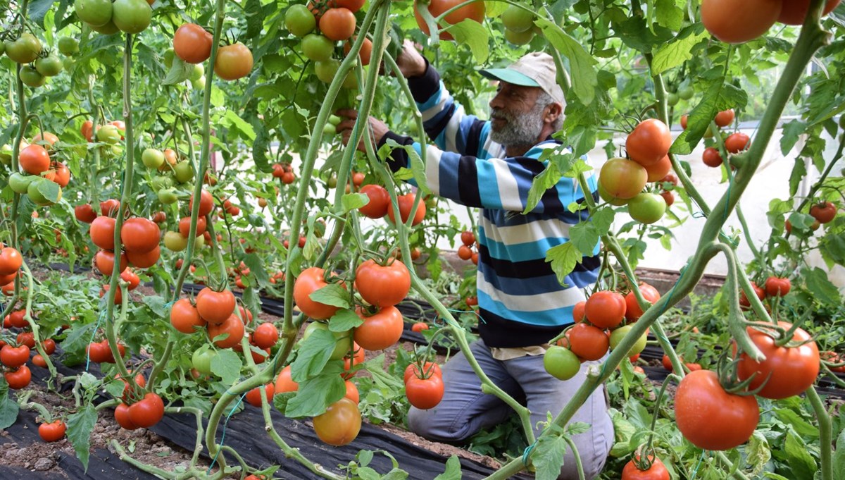 Tarla ile market arasında fark üreticiyi çileden çıkardı