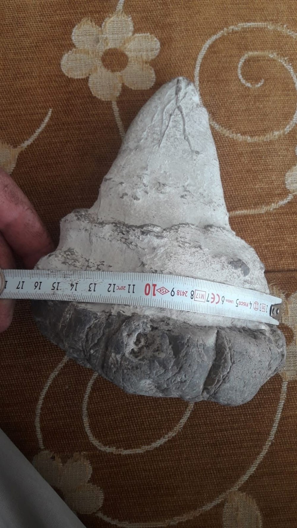 Elbistan’da köpekbalığının atası sayılan 20 milyon yıllık megalodon dişi bulundu - 1