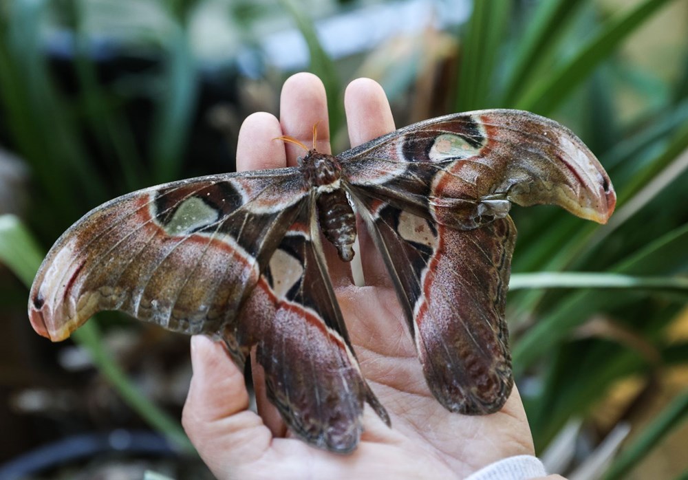 İngiltere'de gördüğü kelebek çiftliğini Beykoz'da kurdu - 27