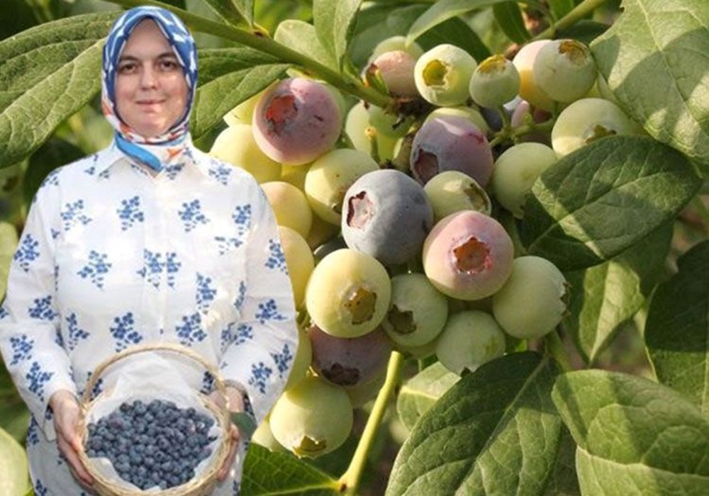 Doğadaki en güçlü antioksidan! Yüksek asitli topraklarda yetişiyor, 19 farklı çeşidi var - 1