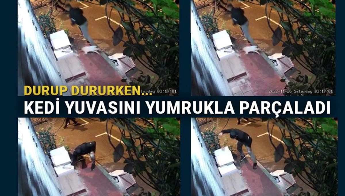 İstanbul'da kedi yuvasına yumruklu saldırı İstanbul'da kedi yuvasına yumruklu saldırı