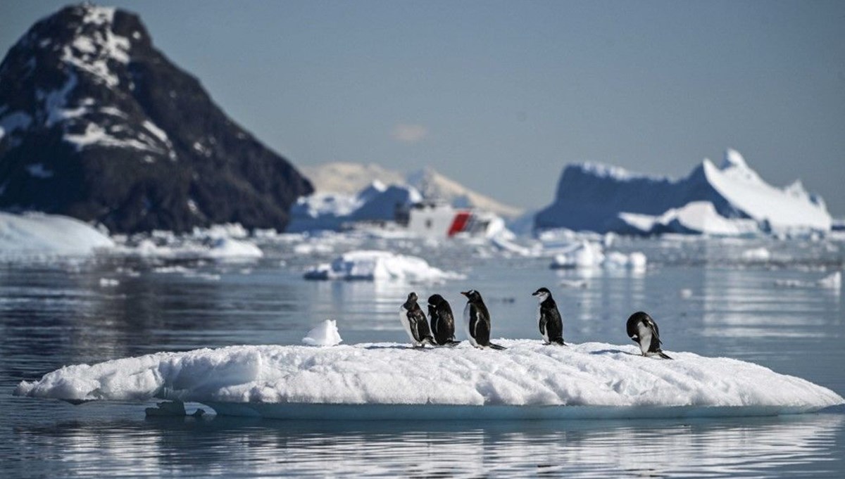 Antarktika'da ilk kuş gribi vakası görüldü