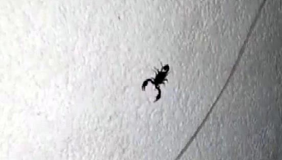 Sarıyer’de mahalleyi akrepler ve fareler bastı