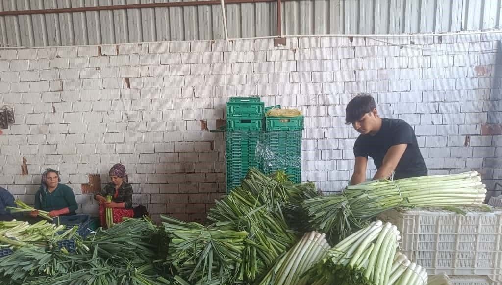 Kışlık hasadı başladı: Tarladan alım fiyatı belli oldu
