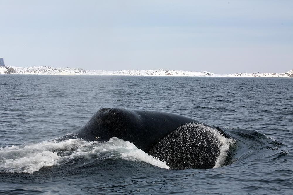Kuzey Kutbu’nda eriyen buzullar nedeniyle Grönland balinaları evine dönemiyor - 7