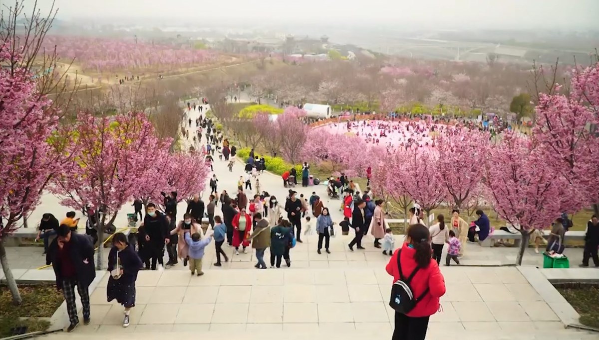 Kiraz ağaçlarının görsel şöleni