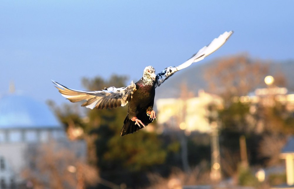 Dedenin Mirası, Torunun Tutkusu: 1,5 Milyonluk Hobi! 74