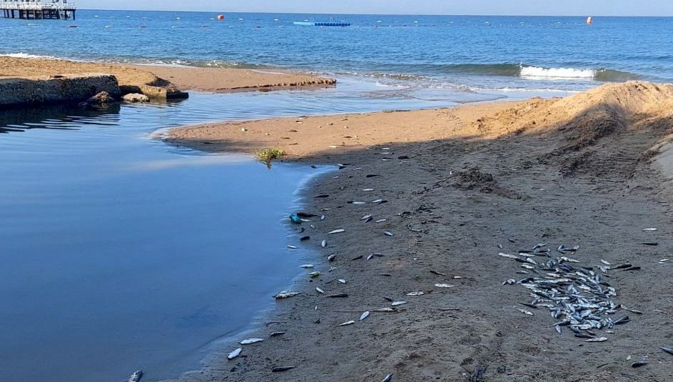Balık ölümlerine inceleme