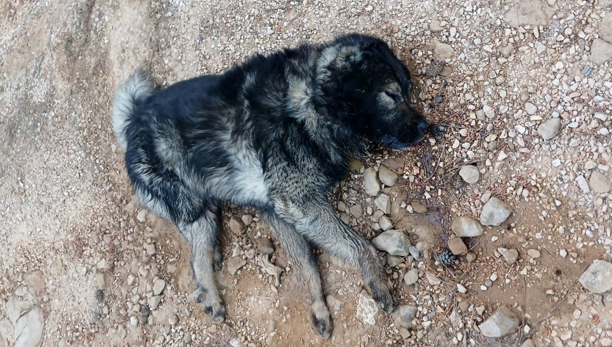 Bahçesinde baktığı köpekleri zehirlediler