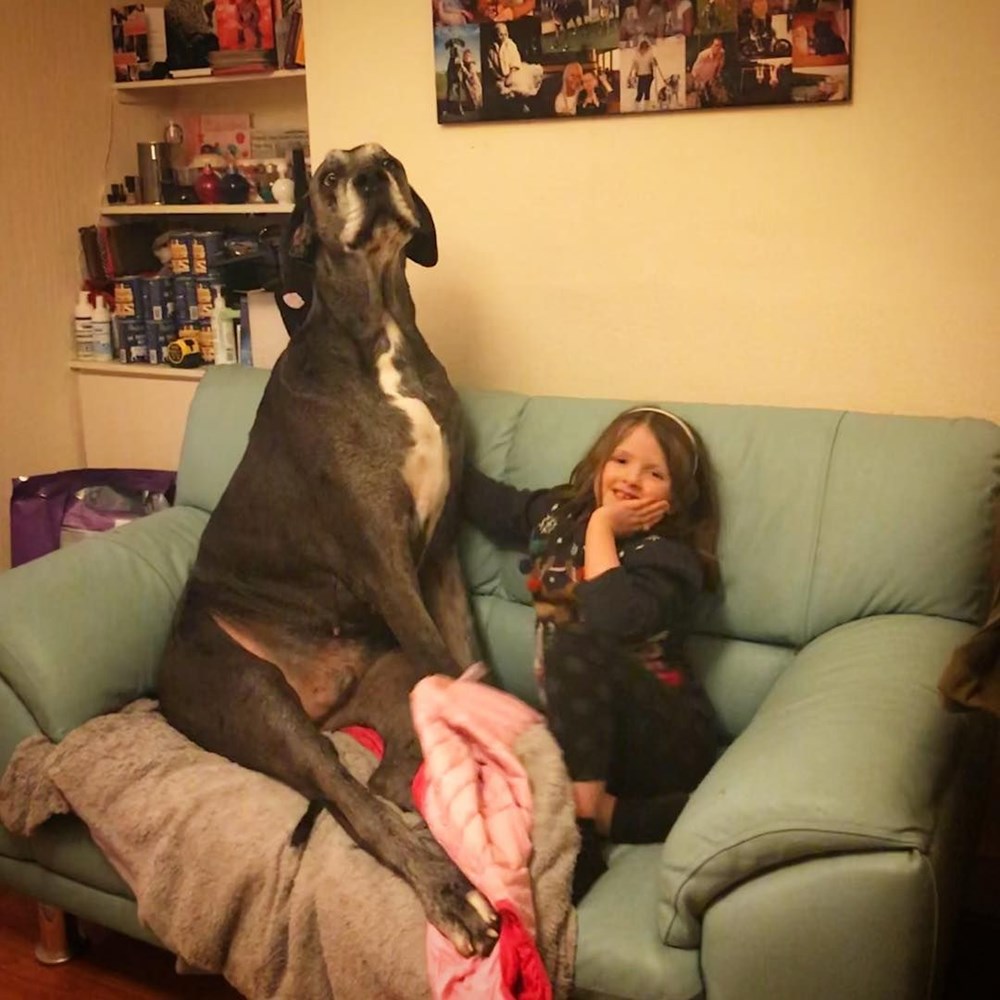 Dünyanın en uzun köpeği Freddy hayatını kaybetti - 12