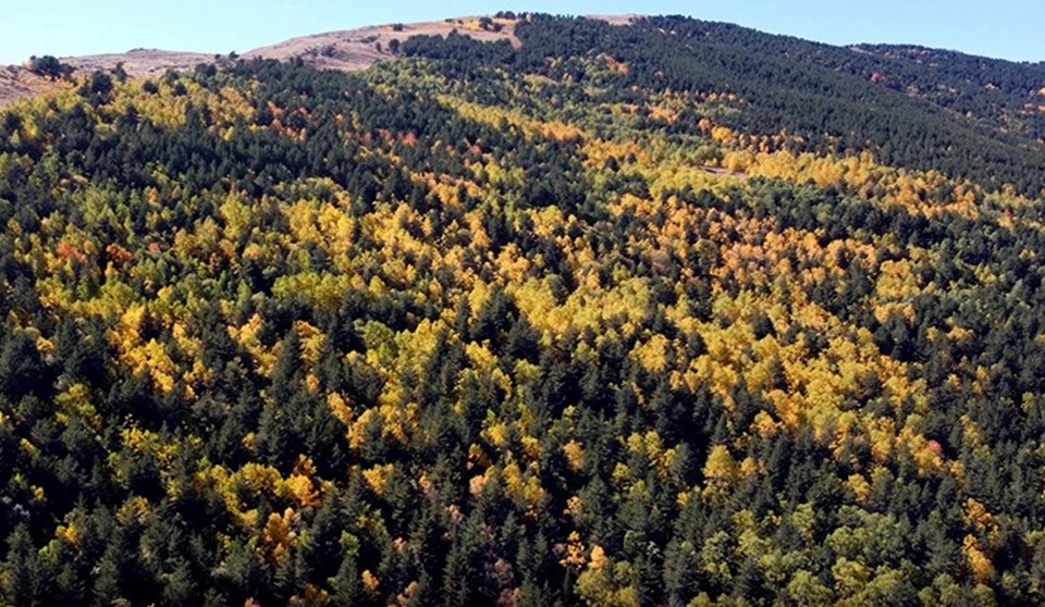 Sarıkamış ormanlarında sarı, yeşil ve kızılın tonlarında sonbaharın güzelliği yaşanıyor - 1