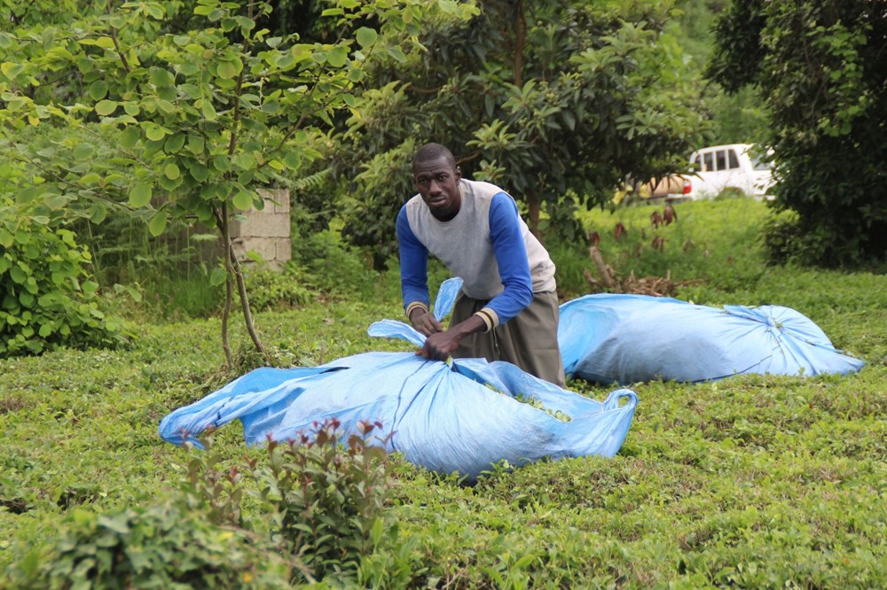 Afrikalı işçiler bu yıl da çay hasadında - 11