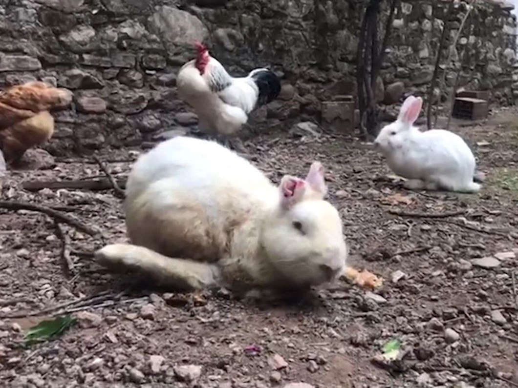 ruyada beyaz tavsan gormek ruya tabirleri