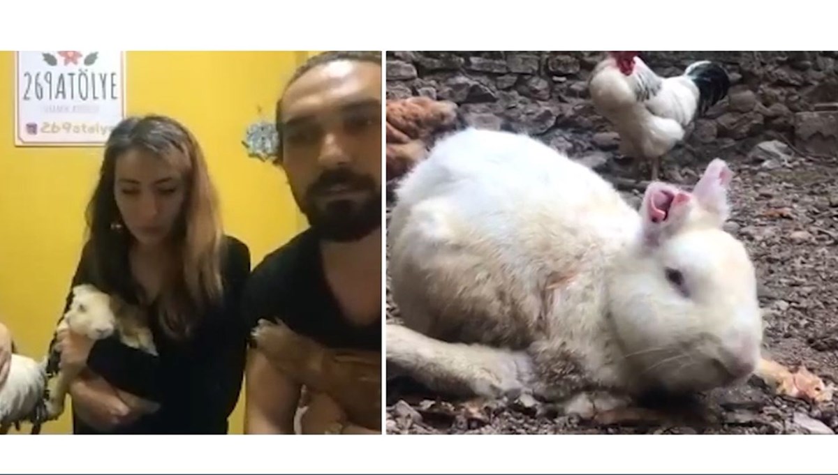 Deney tavşanı 'Zulu'yu hayata döndürdüler (Kulakları kesilmiş, bacakları kırılmıştı) Deney tavşanı 'Zulu'yu hayata döndürdüler (Kulakları kesilmiş, bacakları kırılmıştı)