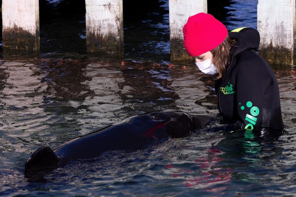 Yavru katil balinanın annesini kurtarmak için zamana karşı yarışıyorlar - 13