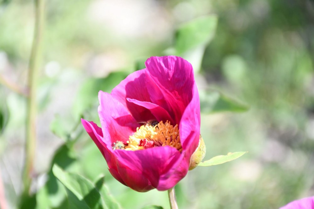 Ömrü 15 gün: Koparmanın cezası 557 bin lira 75 xrhiR85gZ0asgnH bdBqZA