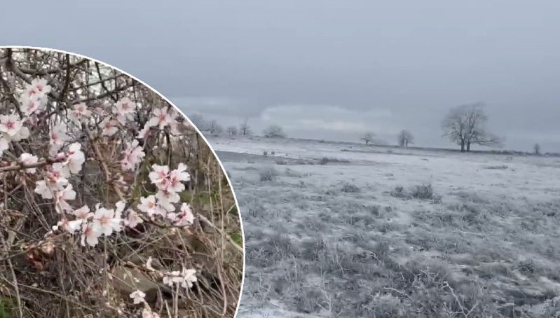 Şarköy'de bir yanda bahar, bir yanda kış! Alçak kesimlerde çiçekler açtı yükseklere kar yağdı