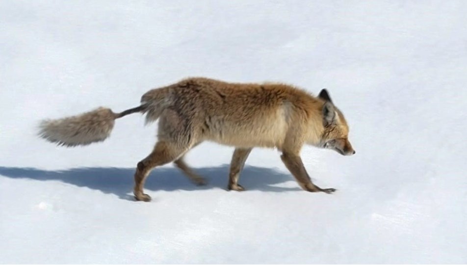 Artvin'de görüntülendi: Kızıl tilki, ilginç kuyruğuyla dikkat çekti