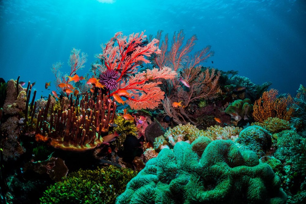 Yeni rapor: Küresel ısınma, on yılda dünyadaki mercanların yüzde 14'ünü öldürdü - 6