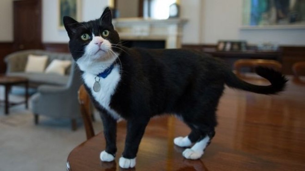 Diplomat kedi
Palmerston İngiltere Dışişleri Bakanlığı’ndan emekli oldu - 5