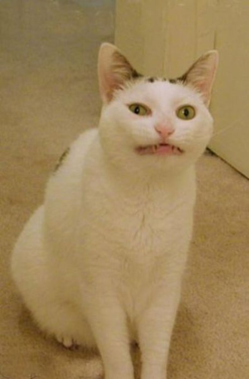 Мемы с кошками