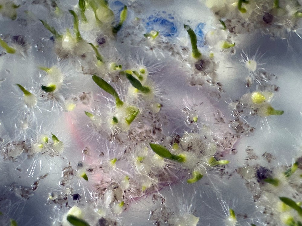 30.000 Tür Arasında Bir Kayıp: Türkiye'nin Nadir Likya Salebi Tükeniyor mu? 73 xw RN7nFQUaZ9YlsKCnIPA