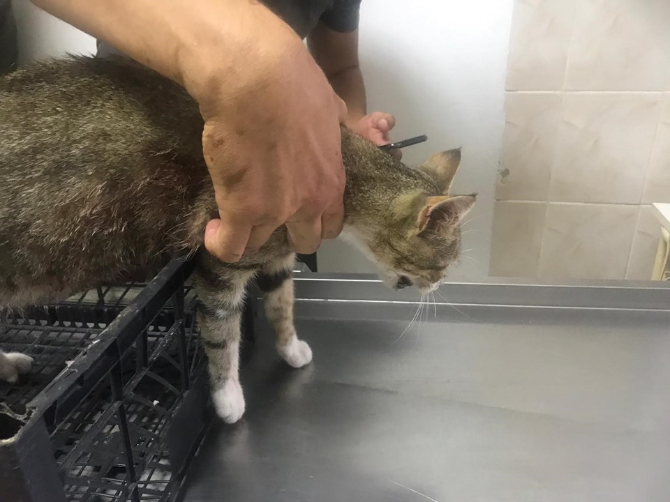 Pitbull�un saldırdığı gebe kedi öldü, sahibine 7 bin TL ceza NTV