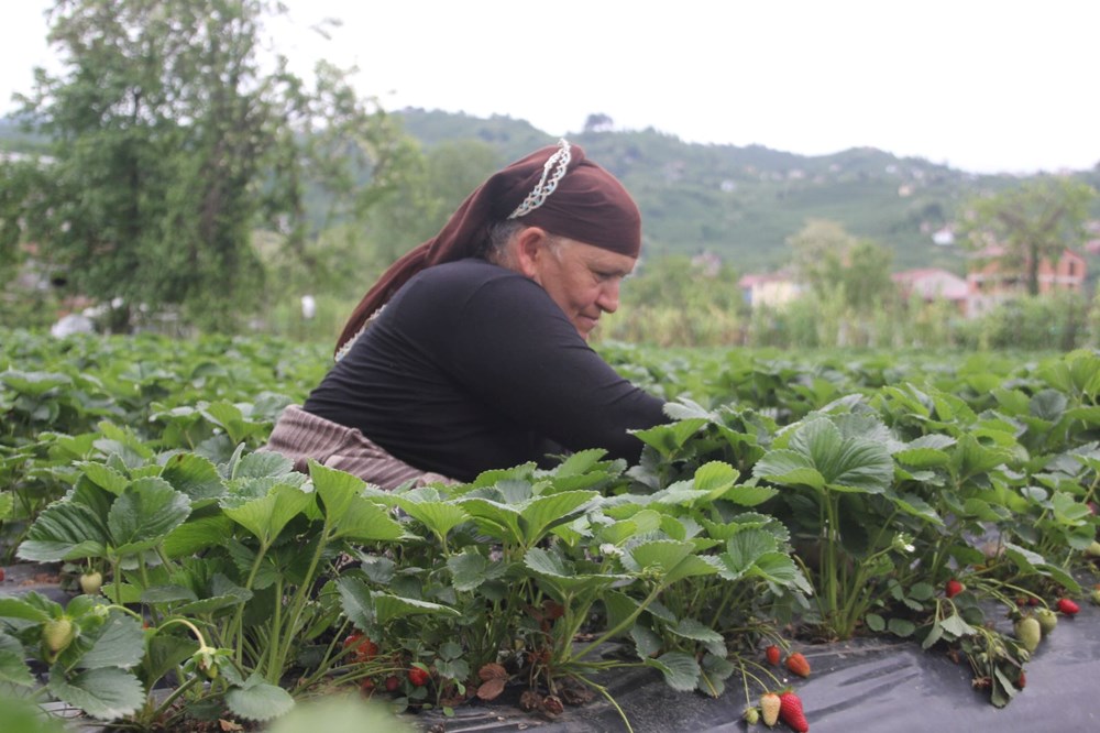 Yılın yarısını tarlada geçiriyorlar: Bakımı ve hasadı sıkıntı 75