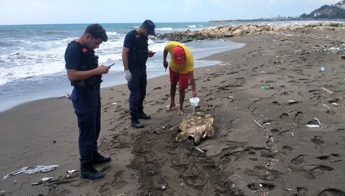 Samandağ sahilinde yaralı yavru caretta caretta bulundu