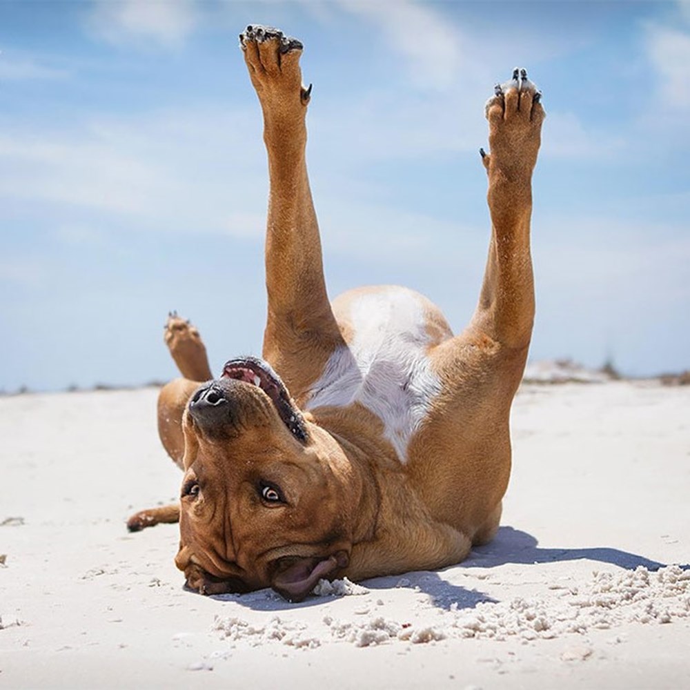 Dünyanın en fotojenik köpekleri NTV