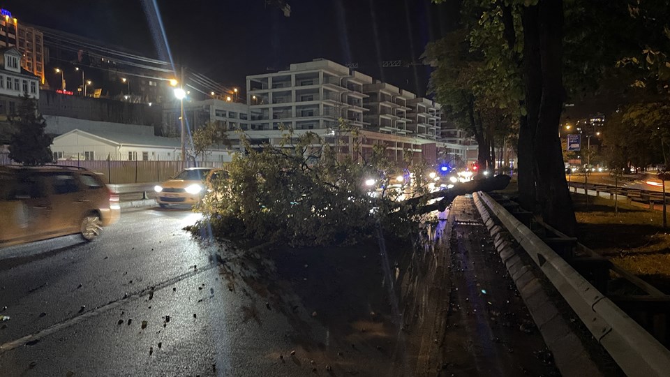 Trabzon'da şiddetli rüzgar ağaçları devirdi - 1