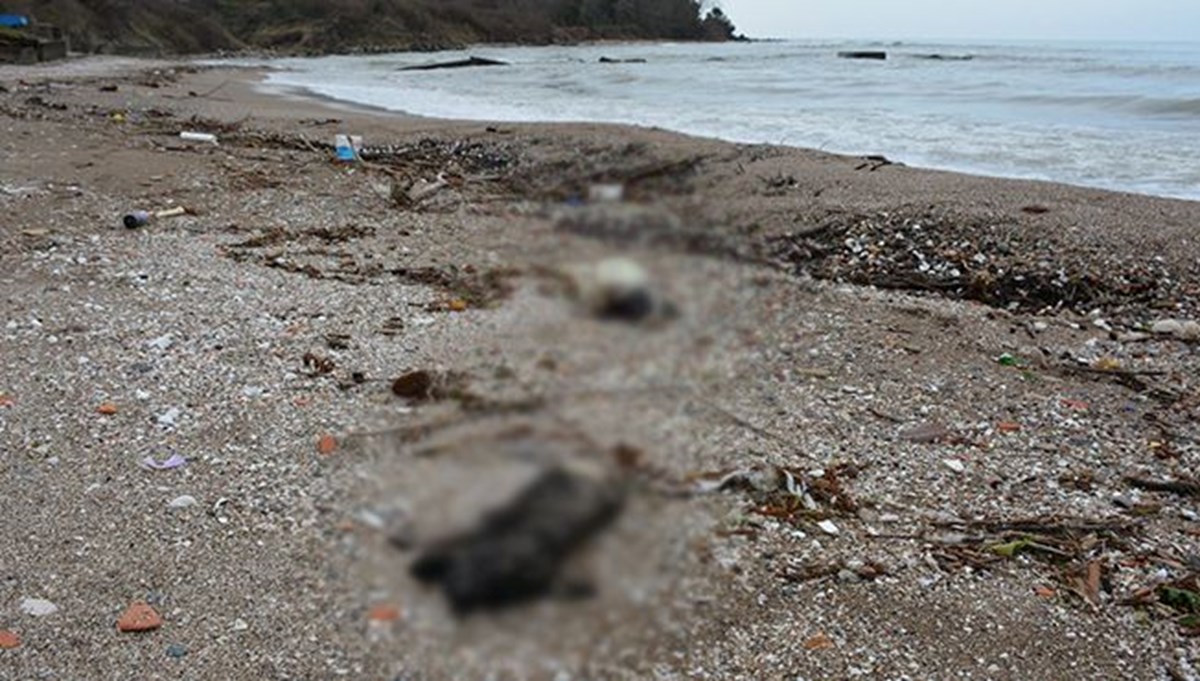 Giresun'da vatandaşlar fark etti: Sahilde çok sayıda ölü köpek bulundu