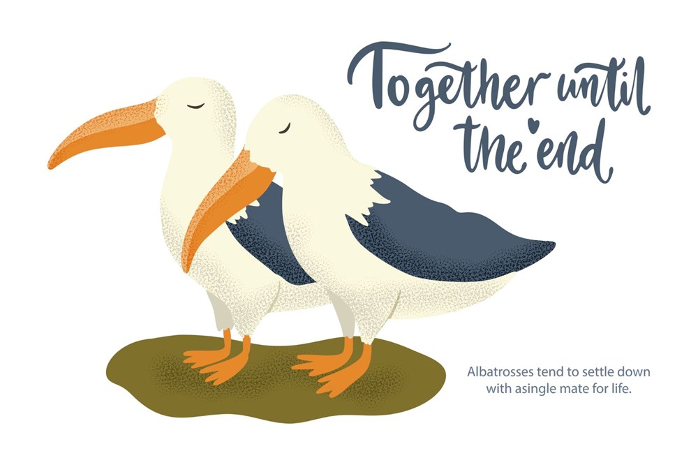 Küresel ısınma dünyanın en sadık canlılarını değiştirdi: Albatroslar arasındaki 'boşanma'lar arttı - 13