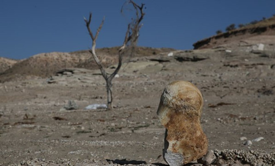 Keçi çobanı milyon yıllık fosil buldu - 1