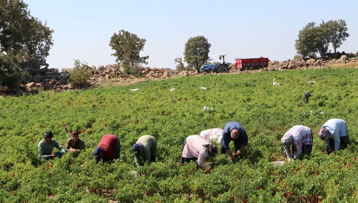 Sabah erken saatlerde hasat mesaisi başlıyor: 53 bin dekar alanda yetiştiriliyor Sabah erken saatlerde hasat mesaisi başlıyor: 53 bin dekar alanda yetiştiriliyor